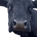 VeryMoo emote