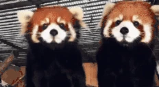redpandaKISS emote