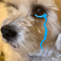 Dog_cry emote