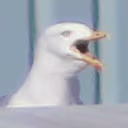 SEAGULL emote