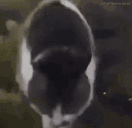 GettingJiggyWithIt animated emote