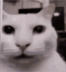 cat2 emote