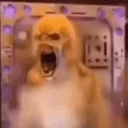 crashout emote