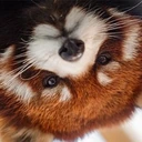 redpanda_huh emote