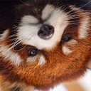 redpanda_huh emote