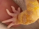 LeopardGeckoHandHold emoji