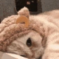 catbear emoji