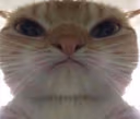 catthickhead emote
