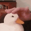 duckpet emote