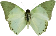 butterfly_sage emote
