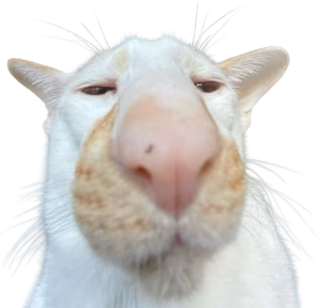 cat emote