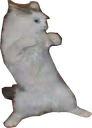 CatFighting emote