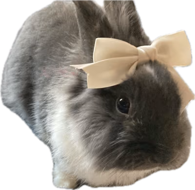 bunnybow emote