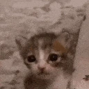 cat_crying emote