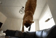 buhFlipArrive emote