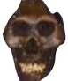 skil emote