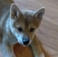 CE_DoggoBite emote