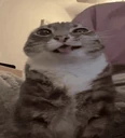 catPiss emote