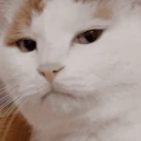 judgingCat emote