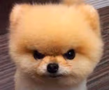 GRR emote