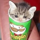pringlcat emote