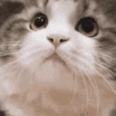 catnick emote