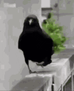 Raven animated emote