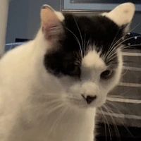 cat_startled emote