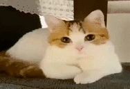 xyita emote