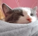 JacTired emote