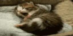GoodNight emote