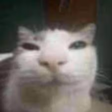 sillycat emote