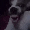 dog_laugh emote