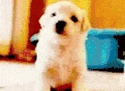 puppyHey emote