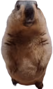 tubby emote