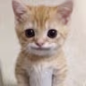 SmileCat emote