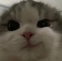 catsmirk emote