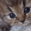 kittenmeow emote