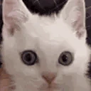 angryCat emote