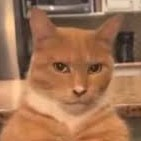 MewingCat