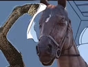 cavalo_confuso emote