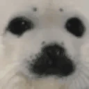 sealSlain emote