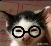 Nerdcat emote