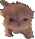 TookANap emote