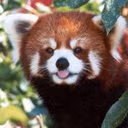 redpanda_smile emote