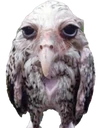 WetOwl emote