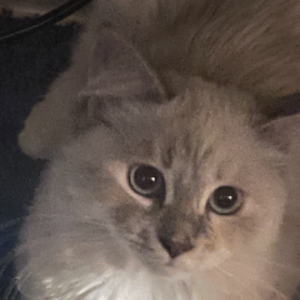 poduszkowiec avatar