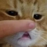 CE_Boop emote
