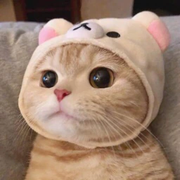Kittystareeeee emote