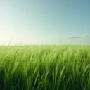 grass_field emote